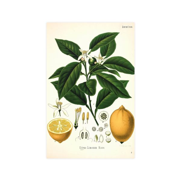 Lemon Tree Botanical Matte Poster