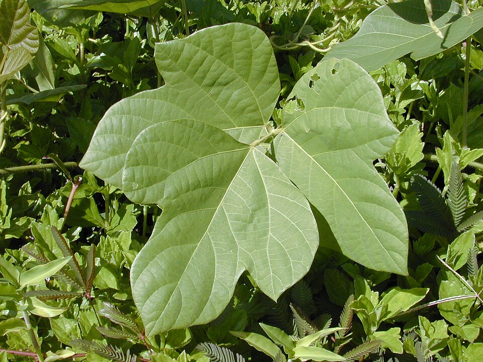Kudzu (Pueraria montana)